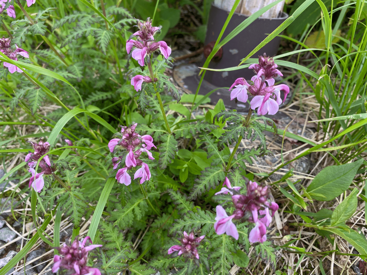 立山室堂の高山植物 0802 Outdoortatsuhiko Note