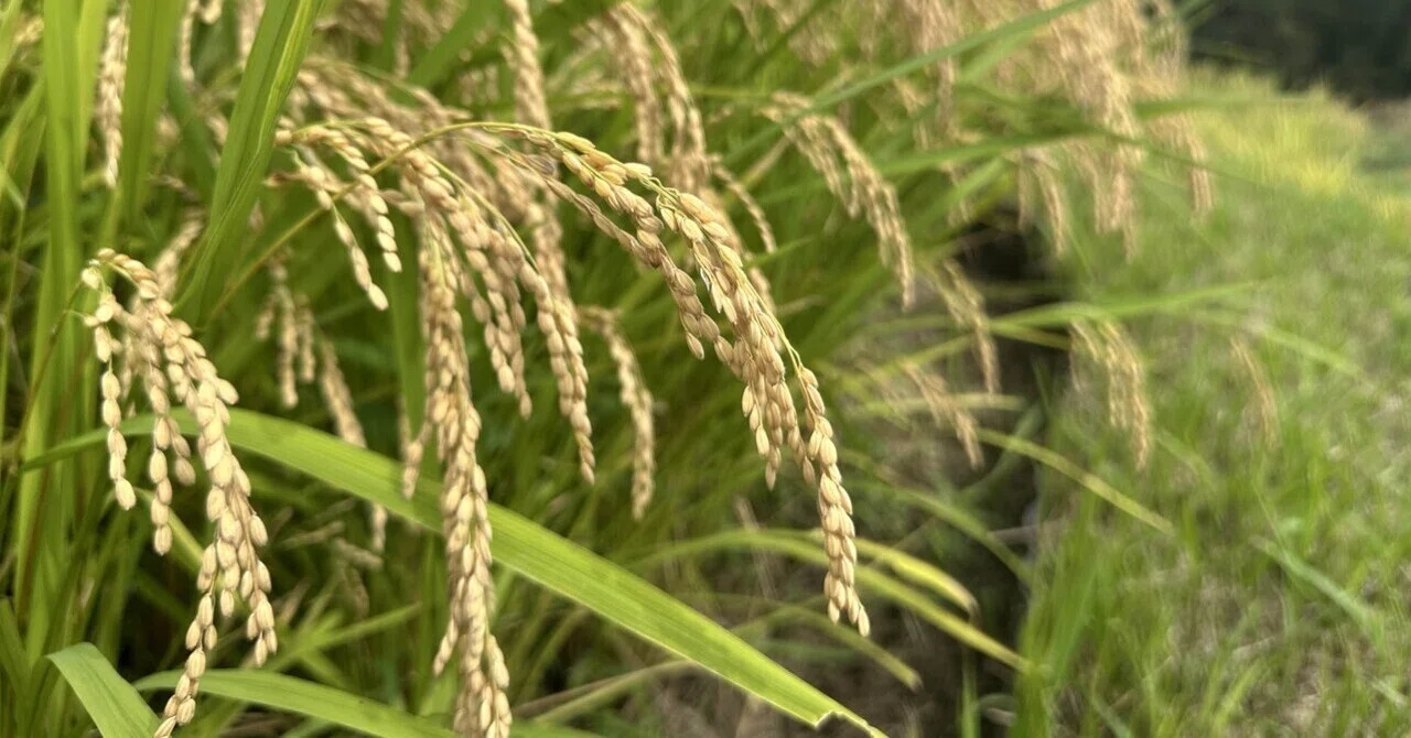 The Vinegar I've Used for 10 Years | Experiencing Rice Planting and ...
