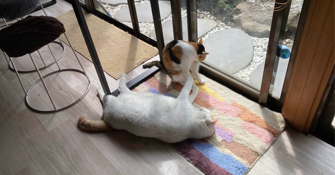 살 빠지는 습관 50가지. 전부 다 할 필요는 없습니다|くるん🌈こころの雨を知る、晴れ間の案内人。