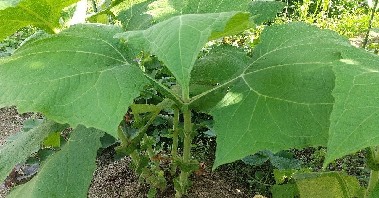 ヤーコン葉の収穫 0722 Fumfum0309 Note