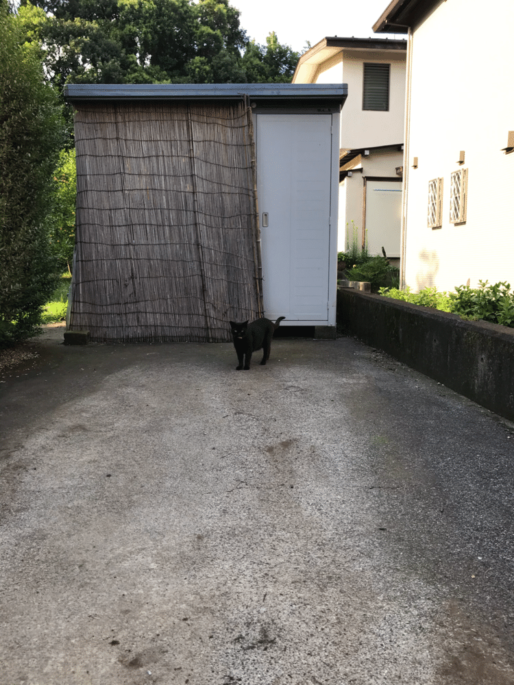 久しぶりに猫に会った。久しぶりすぎて嬉しくて近寄ったら、もう1匹いたふさふさの黒猫は逃げてしまった。この黒猫は後から現れ、こちらの様子を見ていた。
