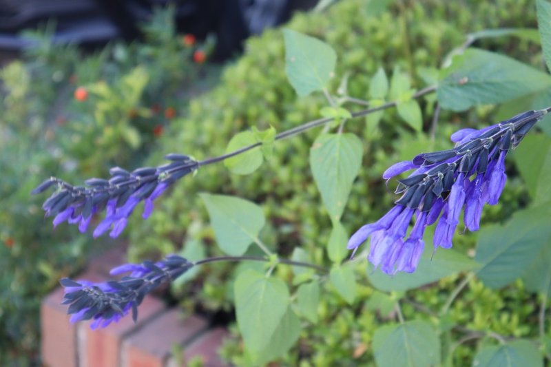 たぶんサルビア ガラニチカ みくすど Note