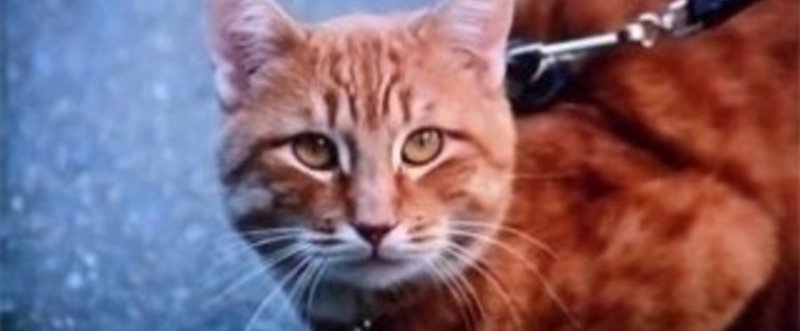 Cinema ハリーとトント つぶまる Note