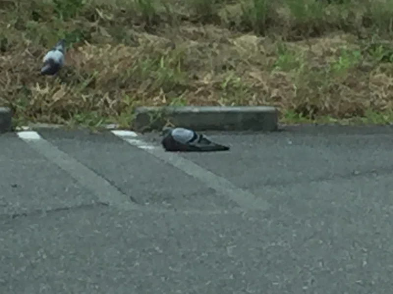 アスファルトの上のとろける鳩 りなえ Note