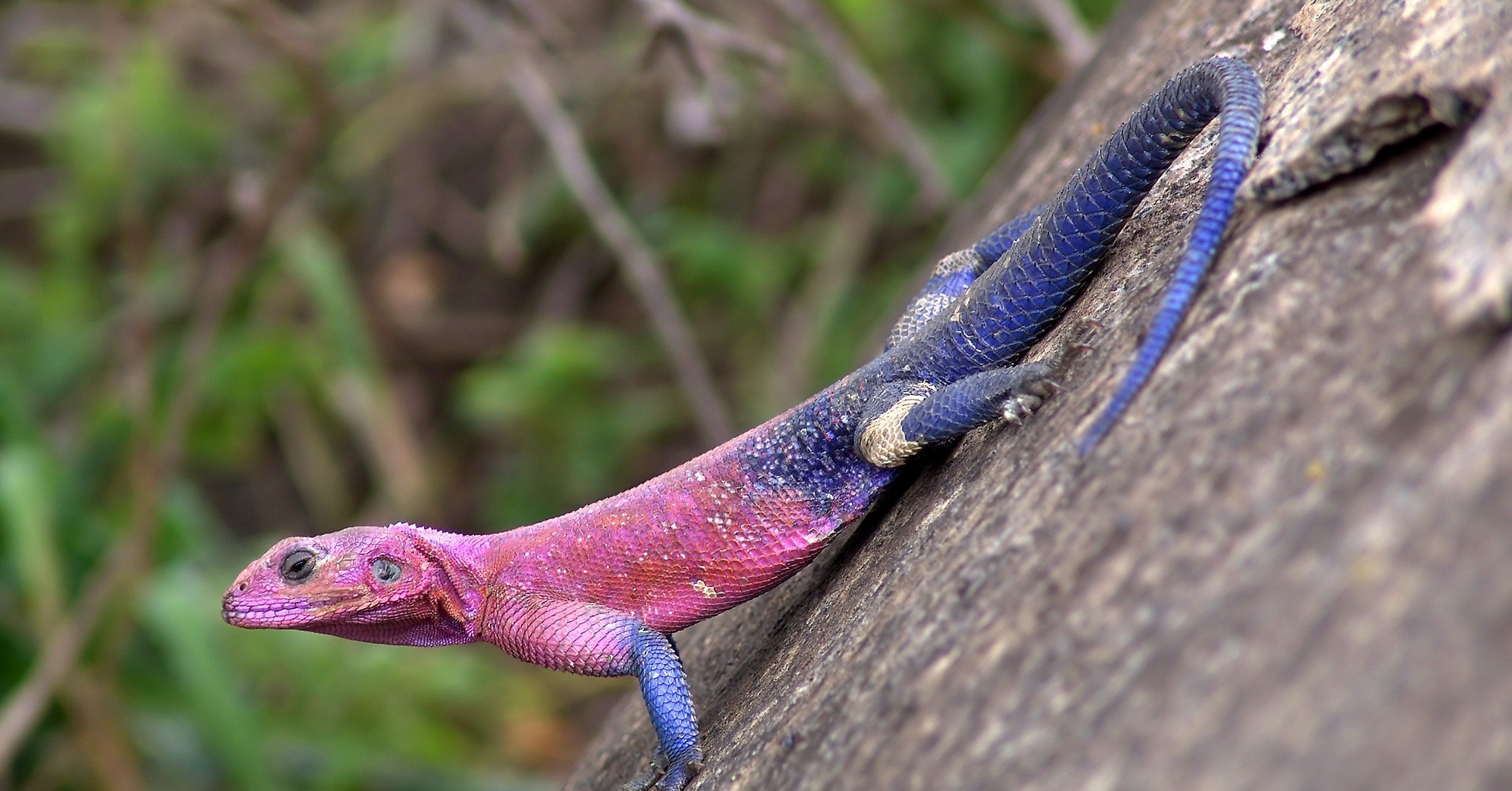 ガーナ小話 トカゲを食べてみた きゃみ Note