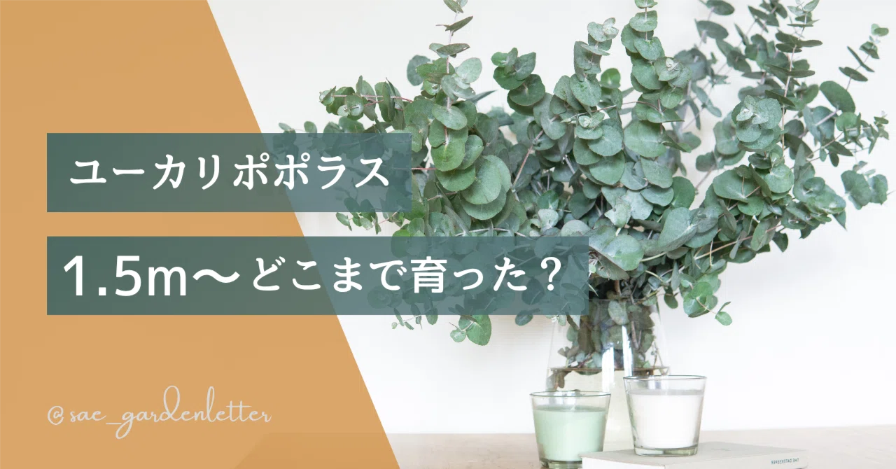 ユーカリポポラス、1.5mからどこまで育った？｜成長記録｜Sae | 元