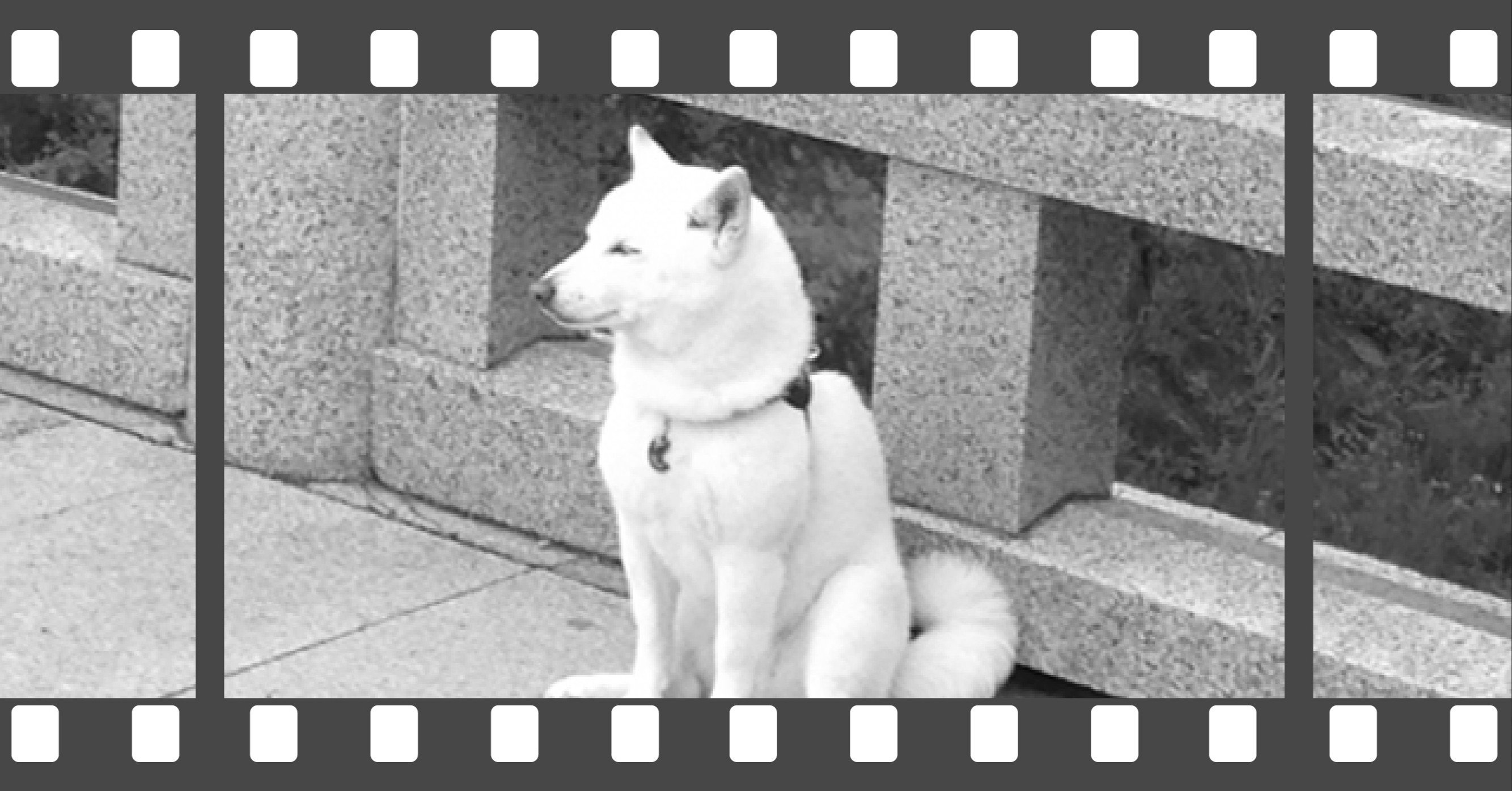 江戸時代 犬は旅に出かけていた 柘榴 Note 江戸時代 犬は旅に出かけていた 柘榴 Note