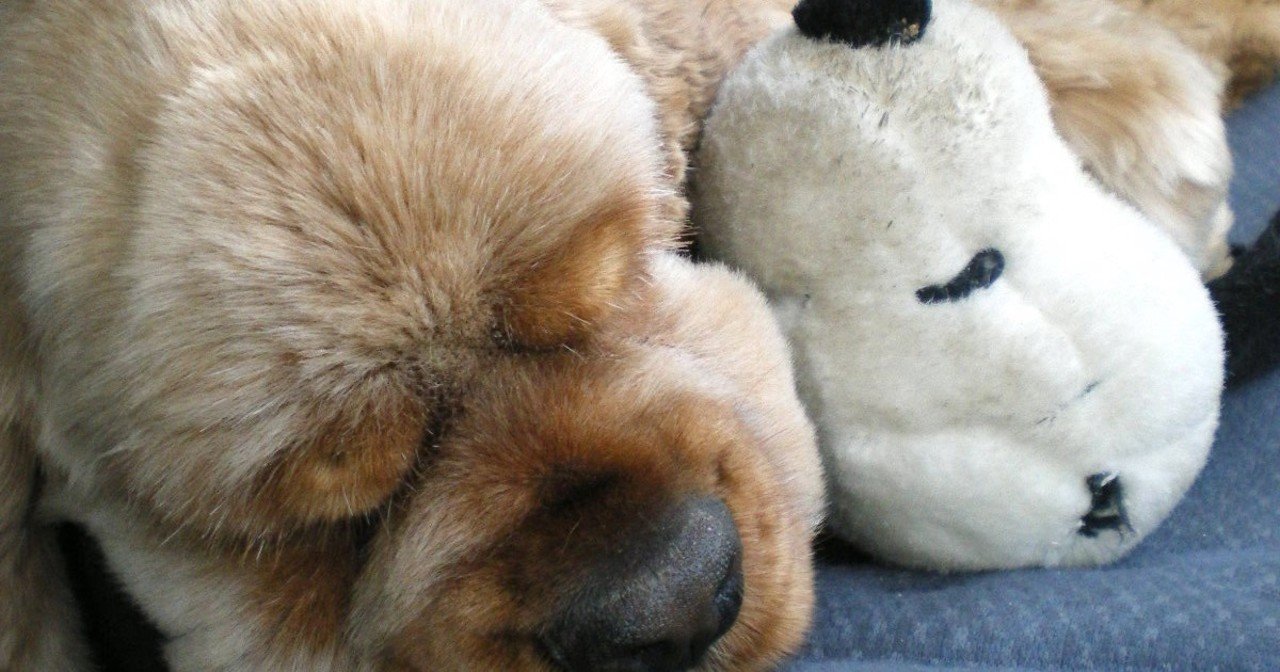 犬を土葬した8月2日のこと ハヤシヨーコ Note