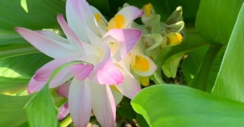 貴方のハーブ畑に咲いた ウコンの花 福岡 二拠点生活 貴女のハーブ畑学び舎 魔女イム Kayomi Note