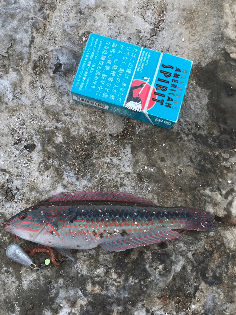 横須賀釣り道楽 2 疑似餌vs生き餌 釣りトリス Note