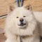 わさお