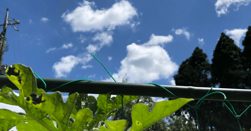 夏が来た。