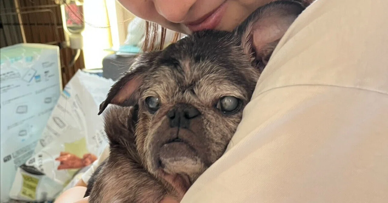 Days Snuggling with a Pug 34: The Best Silver Week Spent with My Pug｜みよしはる