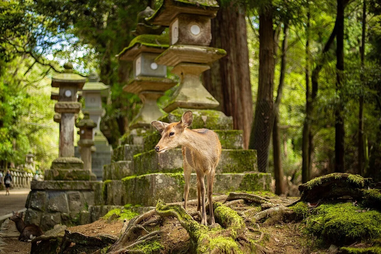 奈良公園の石灯籠のそばに立つ鹿の姿。秋晴れの公園の空気感が伝わる一枚で、一日の天気の流れを追う前書きにふさわしい。