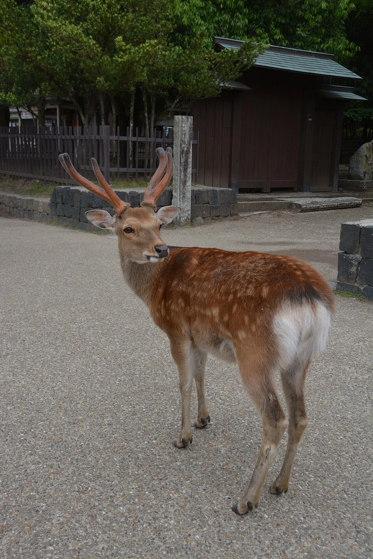 木立ちの脇の道に立つ、立派な角を持った鹿。晴れ間の下でのんびりとした佇まいが、穏やかな秋の奈良の雰囲気を伝えている。