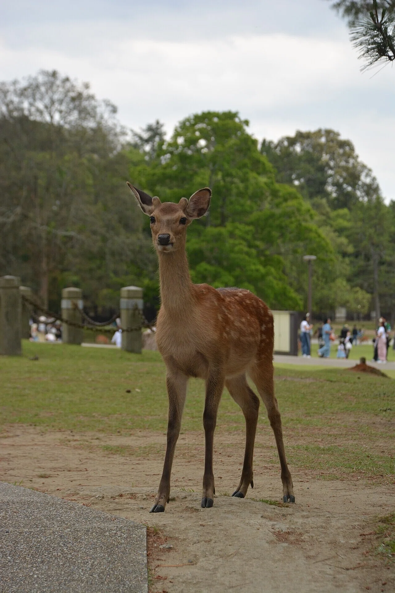 園内の小道に立つ奈良公園の鹿。背後に見える人影とともに、昼間の心地よい陽気の公園の風景をうかがわせる。