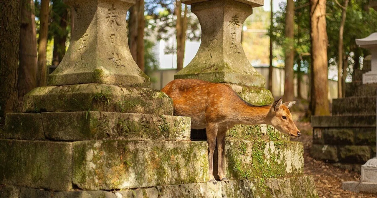 🦌 奈良天気 | 2026年9月25日(金) — 晴れ間広がる、秋風の奈良