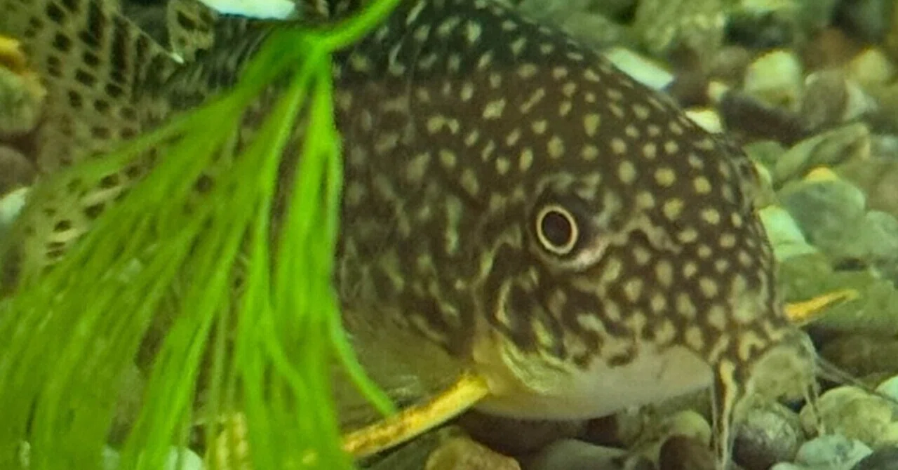 Corydoras sterbai: Fish welcomed into my parents' aquarium - A small ...