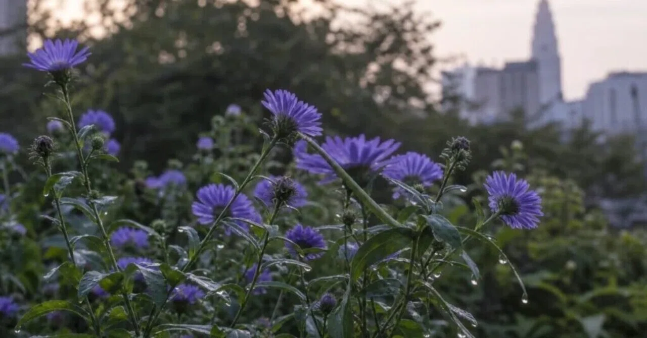 Morning Water Remaining on the Tips of Aster Leaves｜八咫烏