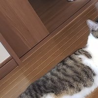 ダーウィンが この世に生き残る生き物は 変化に対応できる生き物だ なんて言うわけがないが この誤解 は重要な示唆を与えてくれている S Morikawa Note