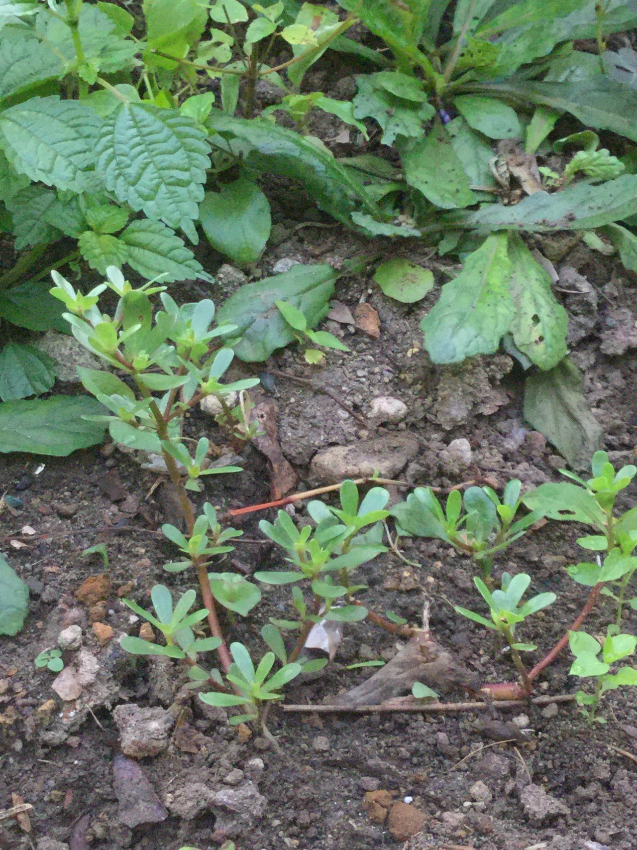 庭と畑の記録 14 野菜と野草を一緒に育てる なな艸 Note