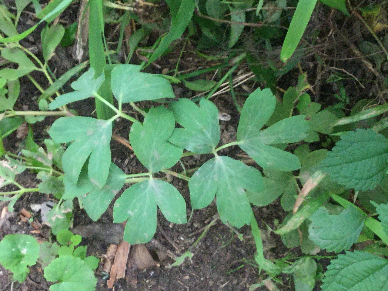 庭と畑の記録 14 野菜と野草を一緒に育てる なな艸 Note