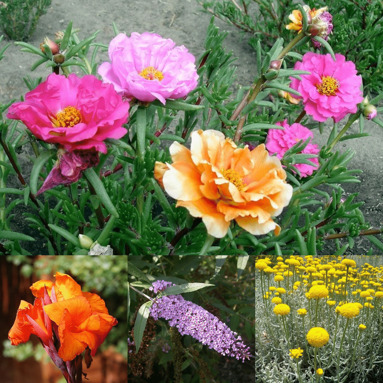 8月3日お誕生日の方おめでとうございます 今日の誕生花の花言葉は マツバボタン 無邪気 可憐 カンナ 情熱 快活 永遠 ブッドレア 恋の予感 サントリナ 悪を遠ざける 移り気な人 今日も Monstera18 Note