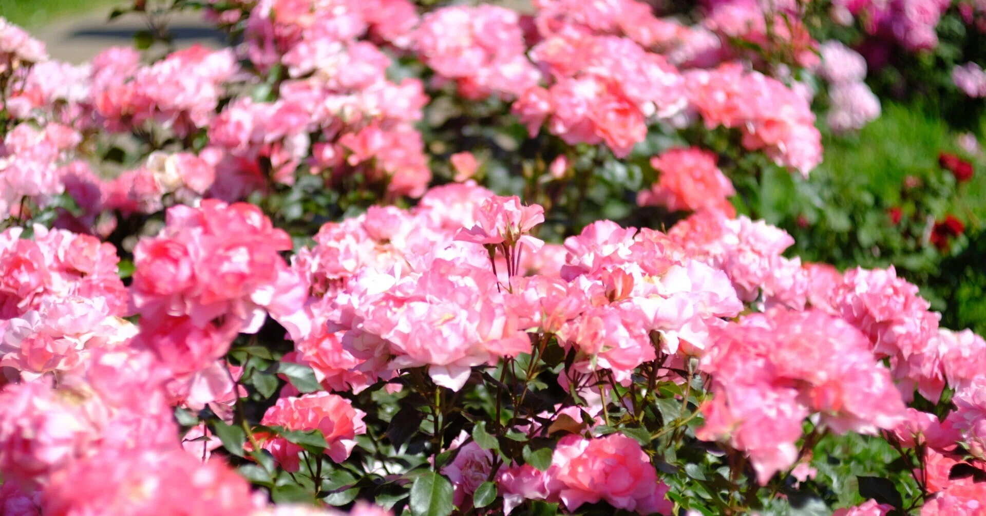 標準レンズ】Minolta Auto Rokkor-PF 55mm F1.8｜あき＠写真好きYouTuber