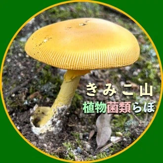 きのこ・土壌生態系診断【KiMyco-SOP/SEP】の月別一覧｜きみこ山植物