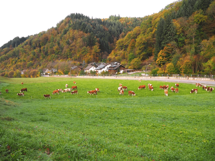ここはドイツ南部の田舎街💛💚💛牛さん達が放牧されています💛💛