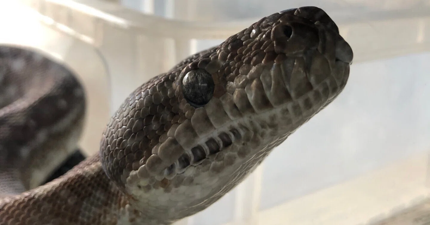 Random Thoughts on the Central Carpet Python｜へっぽこ雀士
