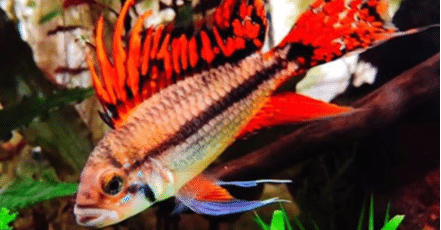 カカトゥオイデス ダブルレッド Ap Farm K Note