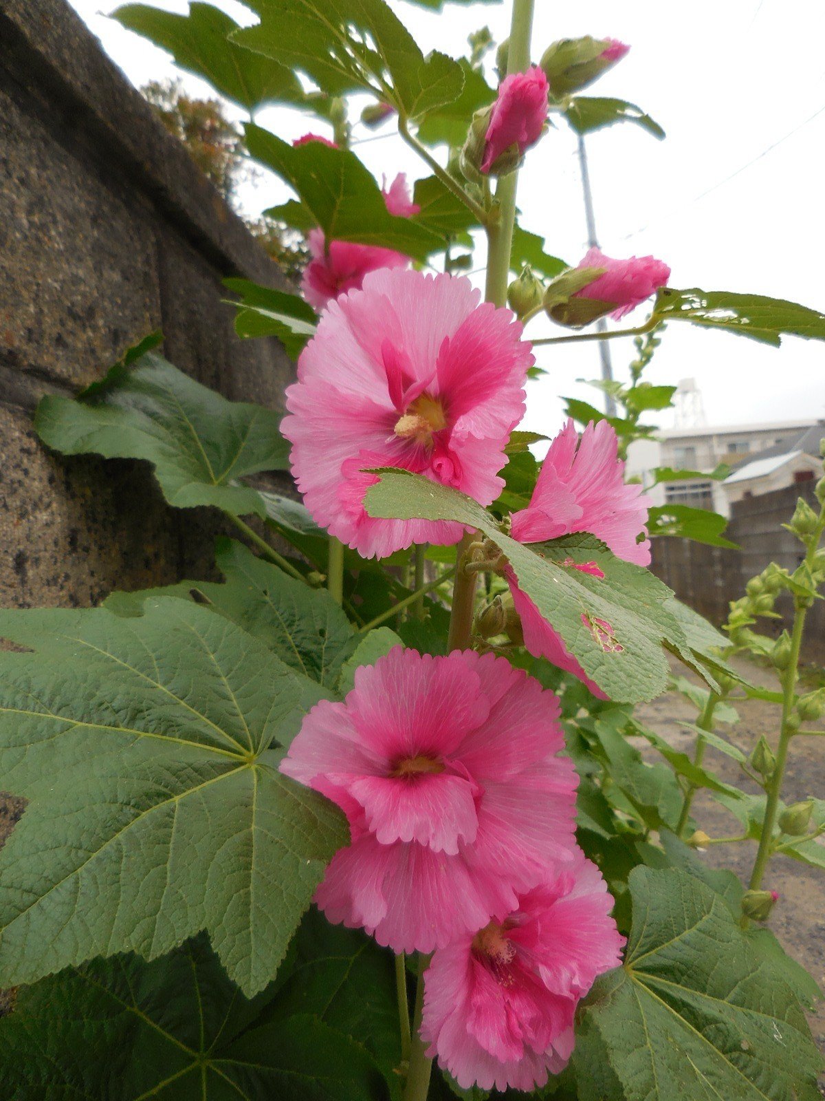 梅雨葵の花は咲いているか げっしるいふうふ Note