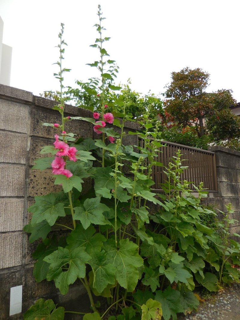 梅雨葵の花は咲いているか げっしるいふうふ Note