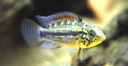 アピスト飼育にあたって。｜AP FARM K