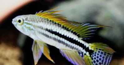 なんか矛盾してね Ap Farm K Note