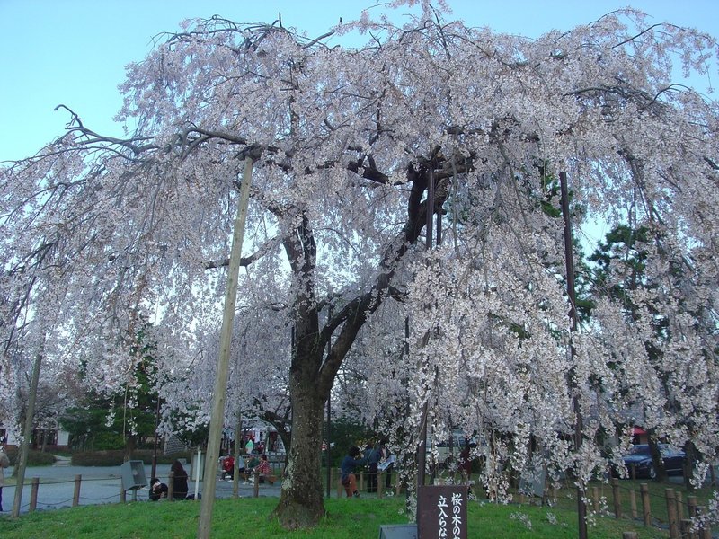 枝垂桜（嵐山）