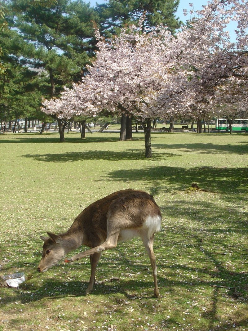 鹿と桜 02