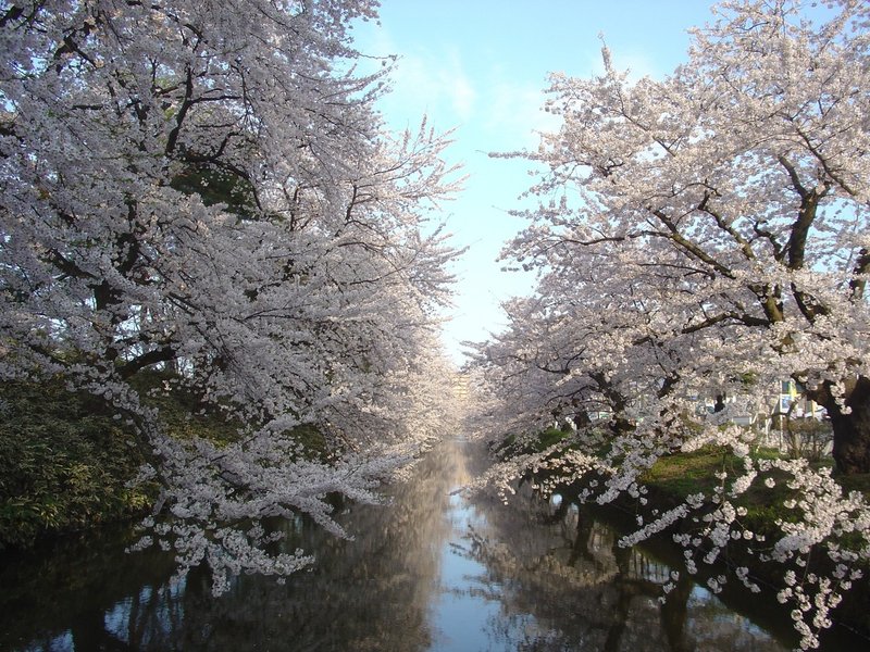 弘前公園の桜 07