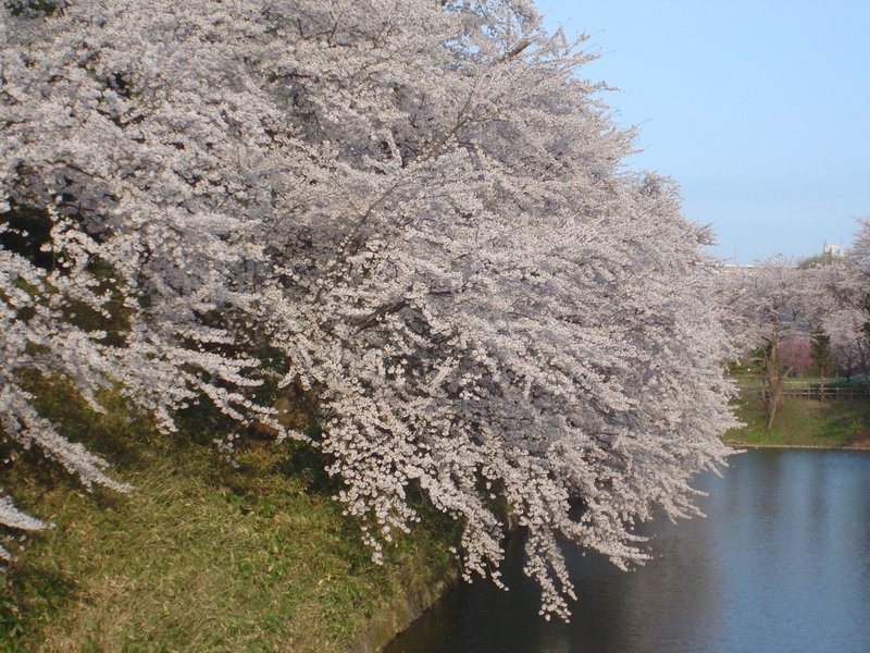 弘前公園の桜 15