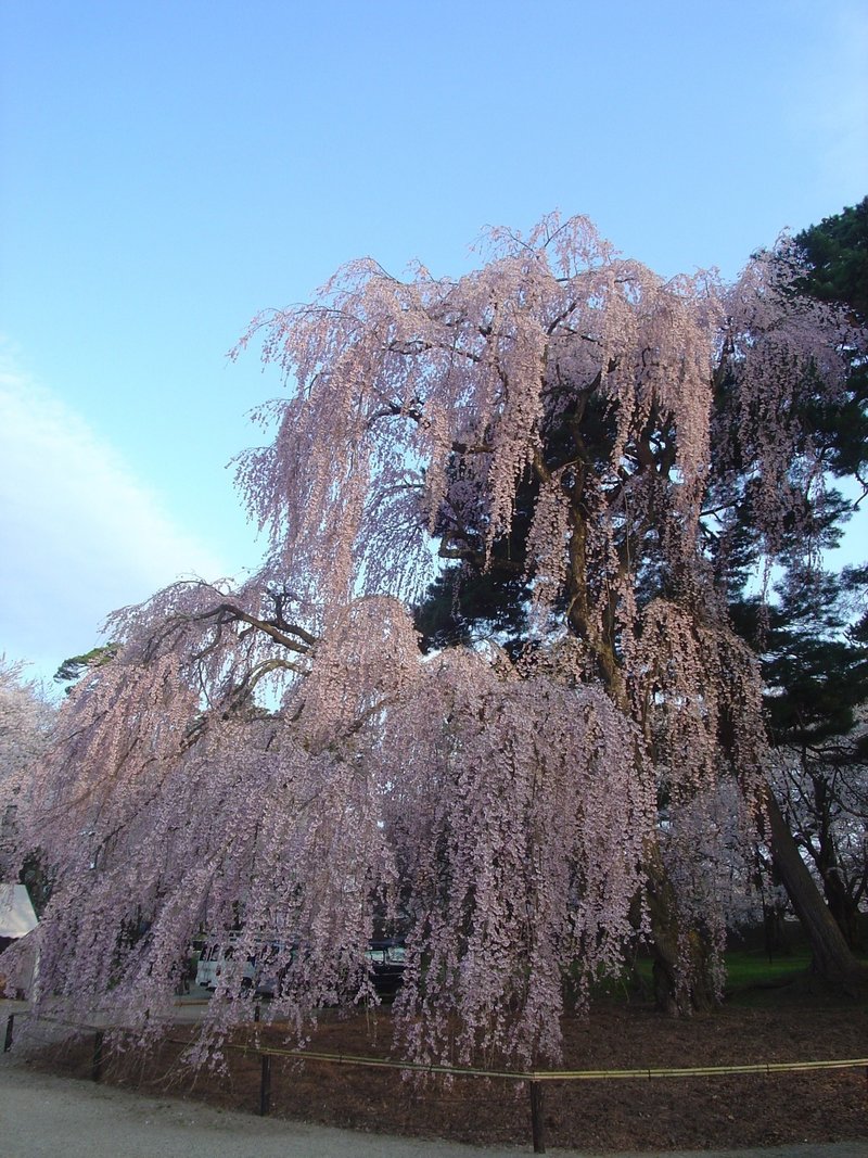 弘前公園の桜 30