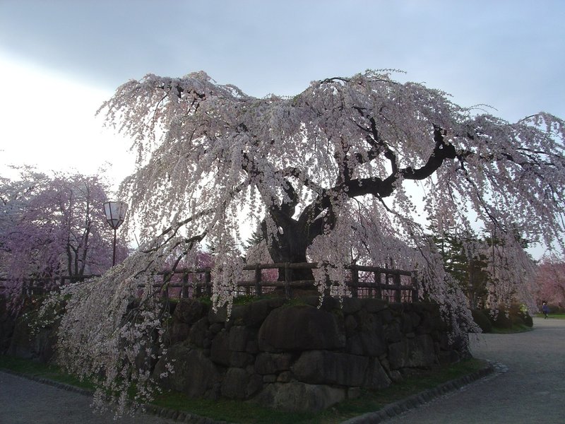 弘前公園の桜 42