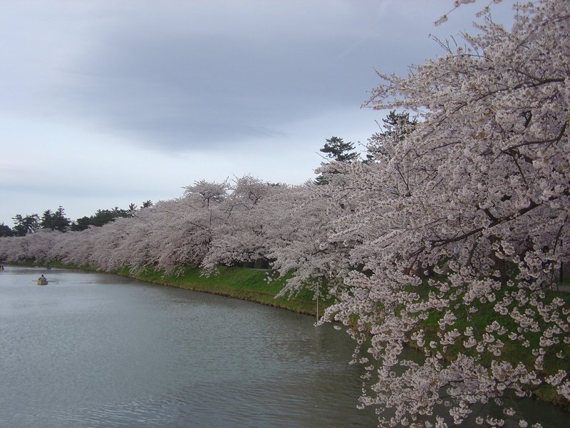 弘前公園の桜 60