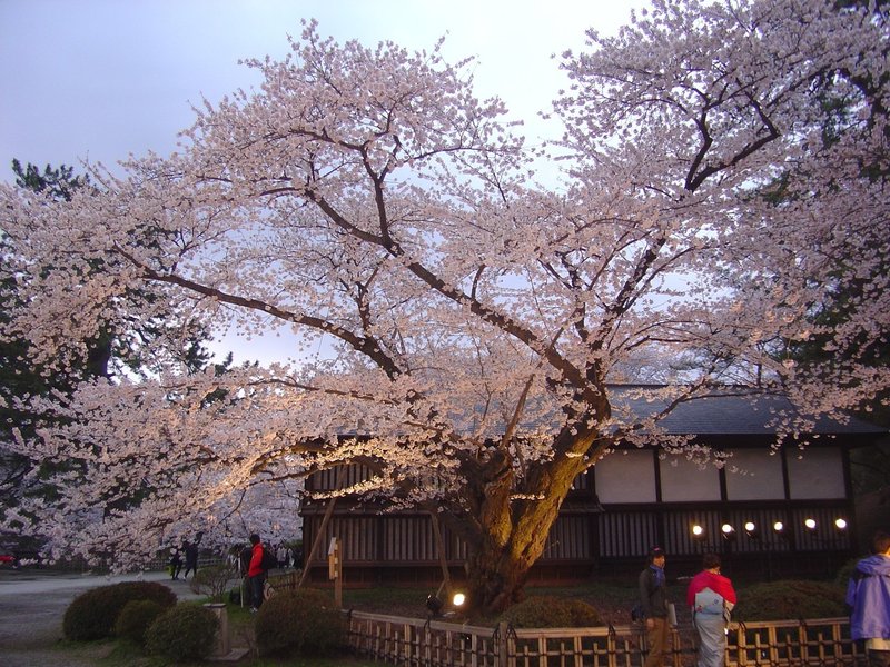 弘前公園の桜 62