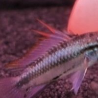 アピスト飼育にあたって Ap Farm K Note