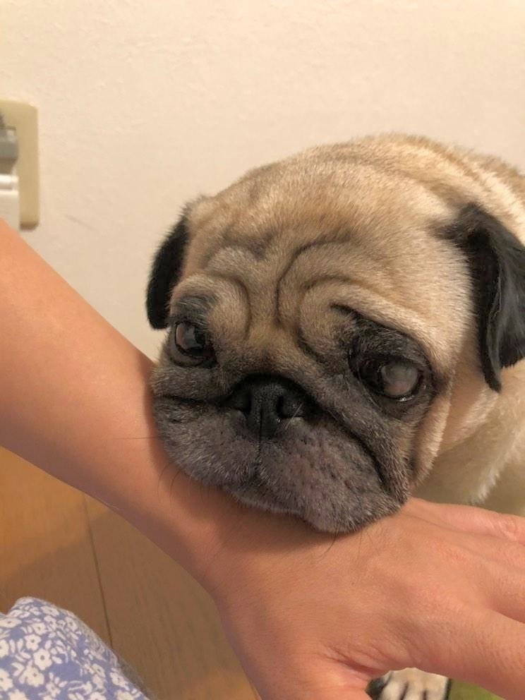 犬好き の新着タグ記事一覧 Note つくる つながる とどける