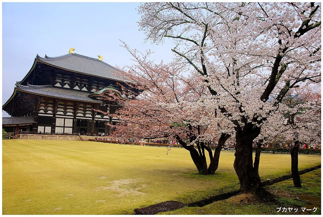 奈良・東大寺の大仏殿と桜の花が共存する、春の静かな境内の様子。盆地ならではの穏やかな空気感が伝わる一枚です。