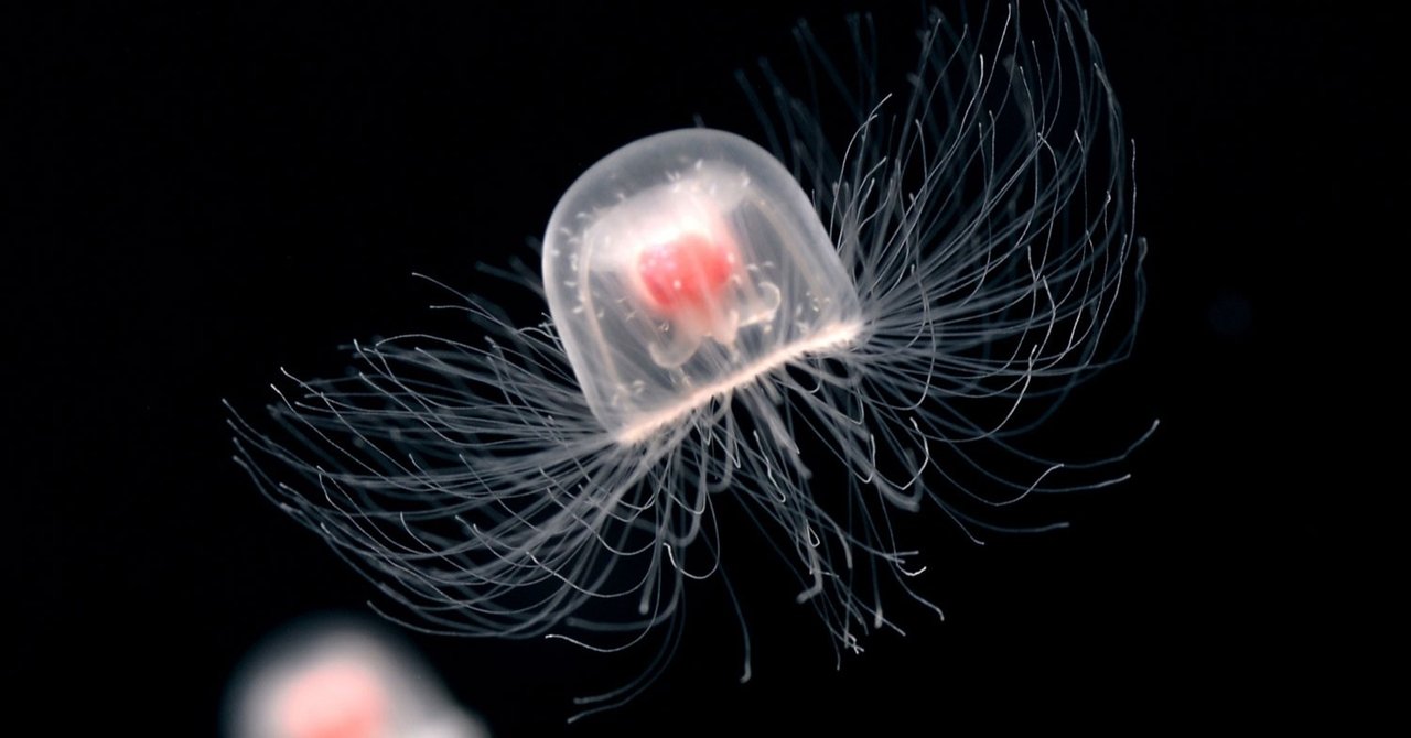 生命科学から見た死と老化 吉森保 Note