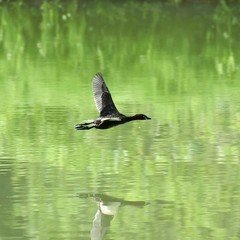 水面に映る光の揺らぎ