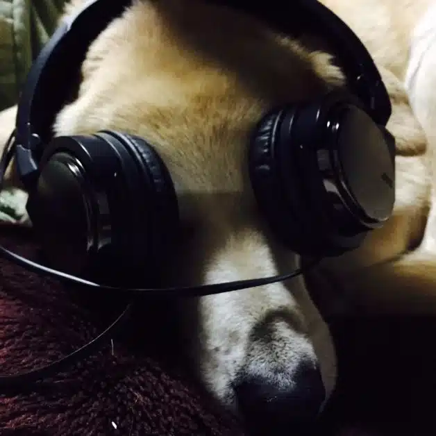 はにひば